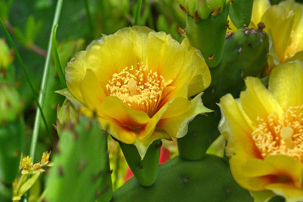 2025-06279164 Broad Meadow Brook, MA.JPG - Eastern Prickly Pear Cactus (Opuntia humifusa). Broad Meadow Brook Wildlife Sanctuary, MA, 6-27-2025
